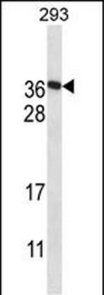 FAM122A Polyclonal Antibody