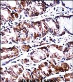 PPEF2 Polyclonal Antibody