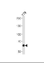 PPEF2 Antibody in Western Blot (WB)