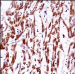 EMC4 Polyclonal Antibody