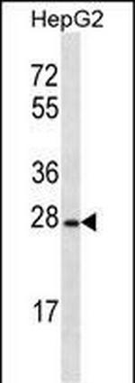 OR8B12 Polyclonal Antibody