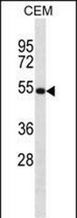 NTN3 Polyclonal Antibody