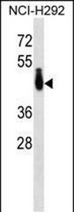 PABPC4L Polyclonal Antibody