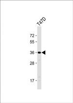 OR4D11 Polyclonal Antibody