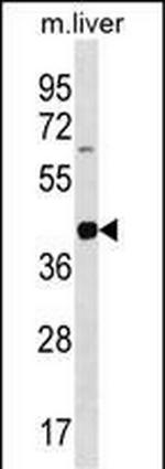 Lims2 Polyclonal Antibody