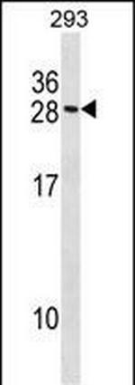 MARCKSL1 Polyclonal Antibody