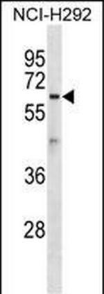 ATL1 Polyclonal Antibody