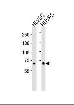 MMRN1 Polyclonal Antibody