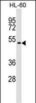 GSG1 Polyclonal Antibody