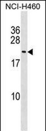 FUNDC1 Antibody in Western Blot (WB)