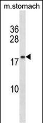 C9orf7 Polyclonal Antibody