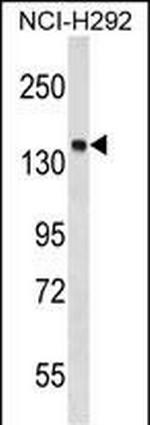 PTPN23 Polyclonal Antibody