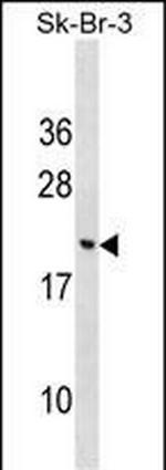 CNIH3 Polyclonal Antibody