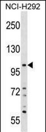 PLEKHA6 Polyclonal Antibody