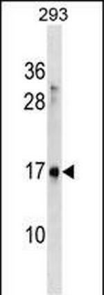 SYS1 Polyclonal Antibody