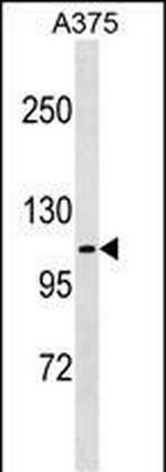 FARP1 Polyclonal Antibody