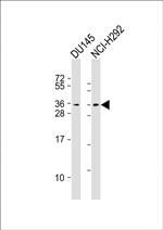 TSPAN18 Polyclonal Antibody