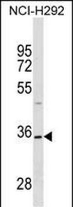 TSPAN18 Antibody in Western Blot (WB)