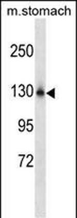 NCKAP1L Polyclonal Antibody