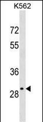 OR4S2 Polyclonal Antibody