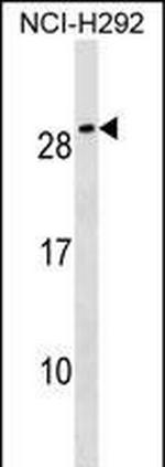 CFC1B Polyclonal Antibody