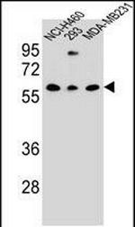 CLEC17A Polyclonal Antibody