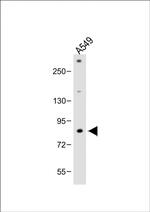 FBXL19 Polyclonal Antibody