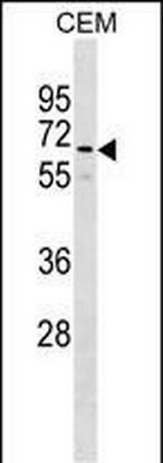 GOLGA8B Polyclonal Antibody