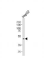 HHCM Polyclonal Antibody