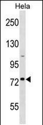 GOLGA8H Polyclonal Antibody