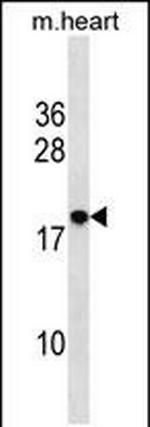 RNF24 Polyclonal Antibody