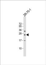 KLRF2 Polyclonal Antibody