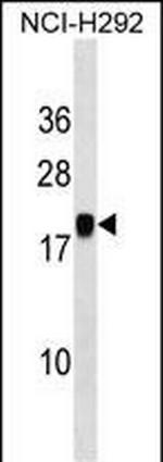 MIR7-3HG Polyclonal Antibody