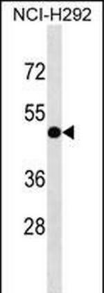 INTS4L1 Polyclonal Antibody
