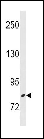 ZBTB17 Antibody in Western Blot (WB)