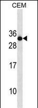 RAB4B Polyclonal Antibody