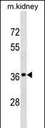 DRG2 Antibody in Western Blot (WB)