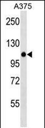 ZNF729 Polyclonal Antibody