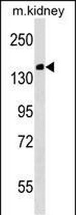 Casc5 Polyclonal Antibody