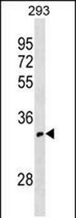 OR52I1 Polyclonal Antibody