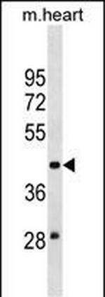 MOCS3 Polyclonal Antibody