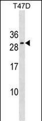 RNF223 Polyclonal Antibody