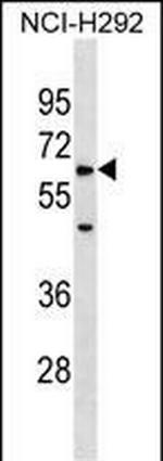 ZRSR1 Polyclonal Antibody