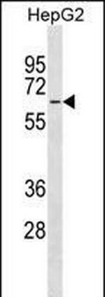MFSD4 Polyclonal Antibody