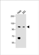 LONP1 Polyclonal Antibody