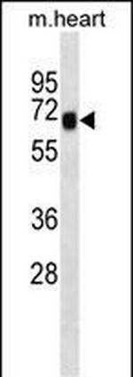 SHC4 Polyclonal Antibody