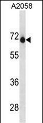 ENDOD1 Antibody in Western Blot (WB)