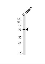 Lrmp Polyclonal Antibody