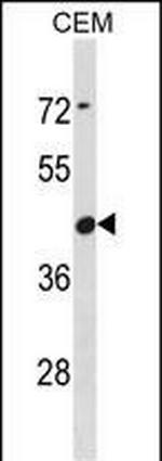 CBWD6 Polyclonal Antibody