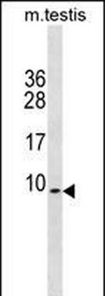PDE6H Polyclonal Antibody
